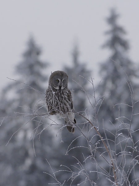 Lapinpöllö, Great Grey Owl, Strix nebulosa